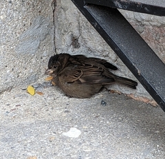 Passer domesticus