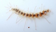 Amblyosyllis