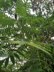 Rhus typhina