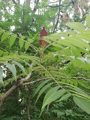 Rhus typhina
