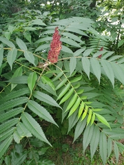 Rhus typhina