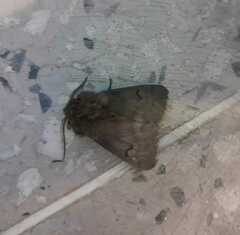 Paracles bilinea