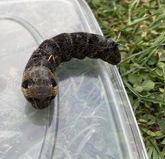 Deilephila elpenor