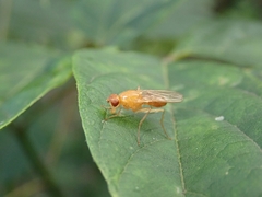 Psila fimetaria