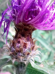 Centaurea fleischeri