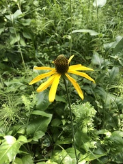 Rudbeckia californica