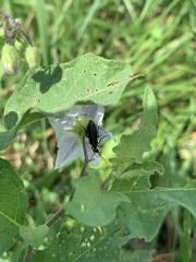 Epicauta atrata