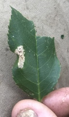 Parornix geminatella