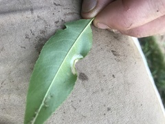 Parornix geminatella