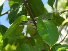 Gerygone magnirostris