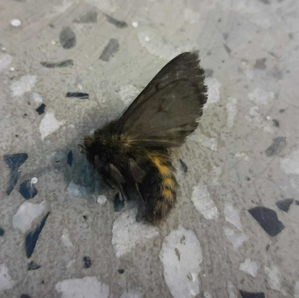 Paracles bilinea