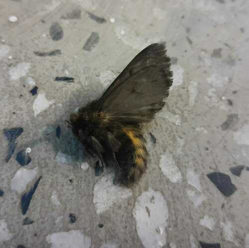Paracles bilinea