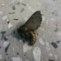 Paracles bilinea
