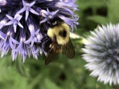 Bombus bimaculatus
