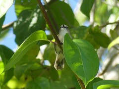 Gerygone magnirostris