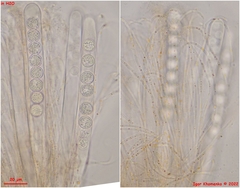 Pulvinula laeterubra