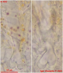 Pulvinula laeterubra