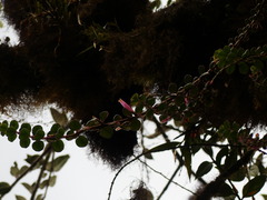 Columnea ovatifolia