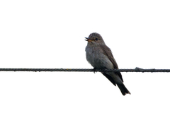Muscicapa striata striata