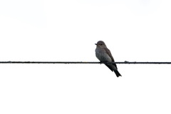 Muscicapa striata striata