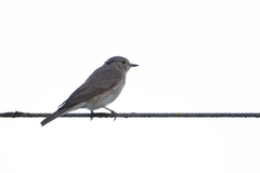 Muscicapa striata striata
