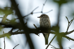 Muscicapa striata striata