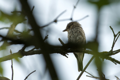 Muscicapa striata striata