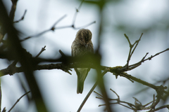 Muscicapa striata striata