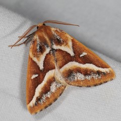 Caripeta angustiorata