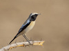 Desert Wheatear - Photo (c) Tarique Sani, some rights reserved (CC BY-NC-SA)