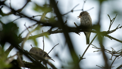 Muscicapa striata striata