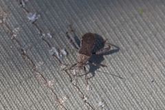 Heegeria tangirica