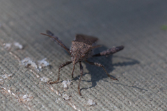 Heegeria tangirica