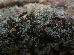 Cladonia weymouthii