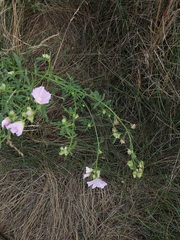 Malva excisa