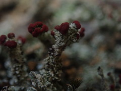 Cladonia weymouthii