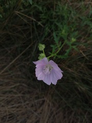 Malva excisa