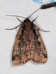 Eueretagrotis sigmoides