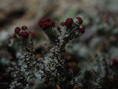 Cladonia weymouthii