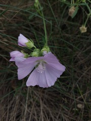 Malva excisa