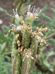 Phacelia alba