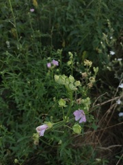 Malva excisa