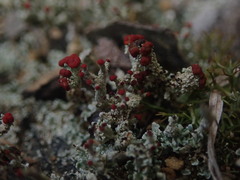Cladonia weymouthii