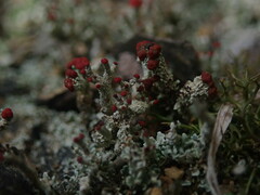 Cladonia weymouthii