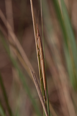 Pyrgomantis rhodesica