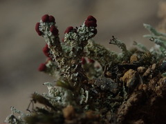 Cladonia weymouthii