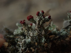 Cladonia weymouthii