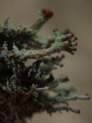 Cladonia weymouthii