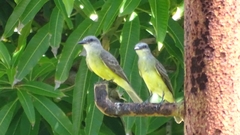 Tyrannus melancholicus