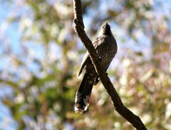 Anthochaera chrysoptera chrysoptera